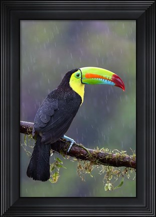 Framed Keel-billed Toucan - Costa Rica Print