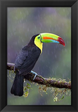 Framed Keel-billed Toucan - Costa Rica Print