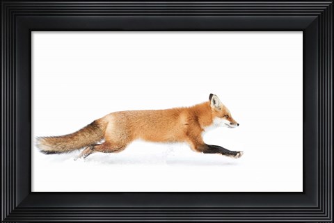 Framed Red Fox on the Run - Algonquin Park Print