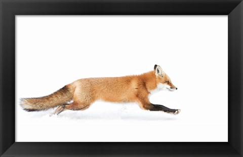 Framed Red Fox on the Run - Algonquin Park Print