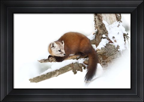 Framed Pine Marten - Algonquin Park Print
