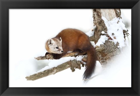 Framed Pine Marten - Algonquin Park Print