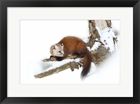 Framed Pine Marten - Algonquin Park Print