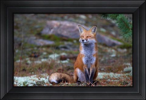 Framed Fox Zen - Algonquin Park Print