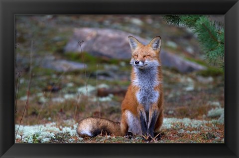 Framed Fox Zen - Algonquin Park Print