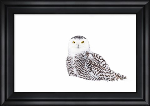 Framed Snowy Owl in Winter Snow Print