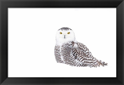 Framed Snowy Owl in Winter Snow Print