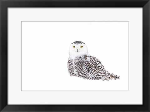 Framed Snowy Owl in Winter Snow Print