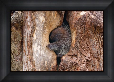 Framed Baby Porcupine in Tree Print
