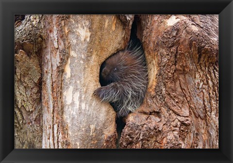 Framed Baby Porcupine in Tree Print