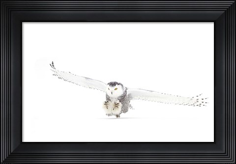 Framed Snowy Owl Coming in for the Kill Print