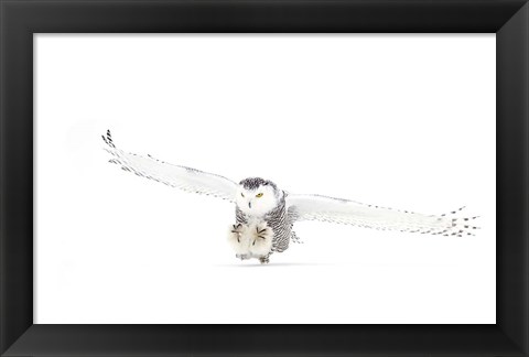 Framed Snowy Owl Coming in for the Kill Print