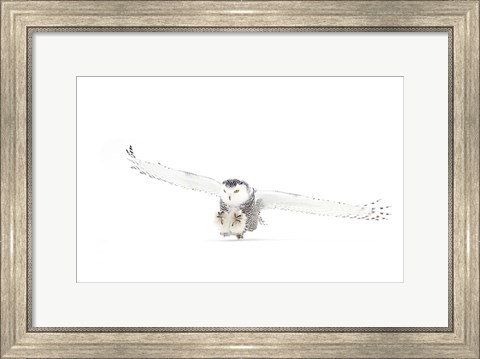 Framed Snowy Owl Coming in for the Kill Print