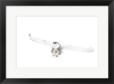 Framed Snowy Owl Coming in for the Kill Print