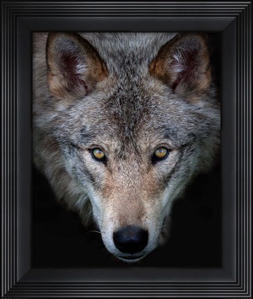 Framed Timber Wolf Print