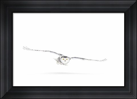 Framed Snowy Owl on the Hunt Print
