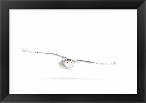 Framed Snowy Owl on the Hunt Print