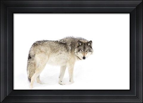Framed Timber Wolf Walking through the Snow Print