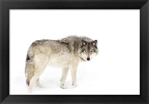 Framed Timber Wolf Walking through the Snow Print