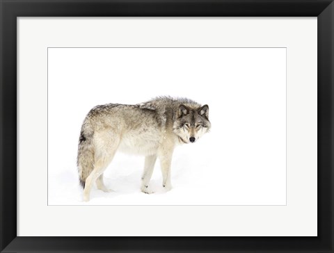 Framed Timber Wolf Walking through the Snow Print