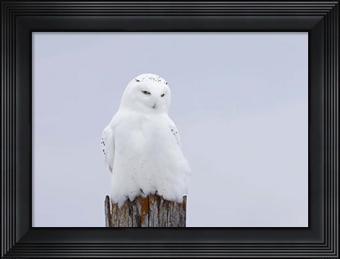 Framed Snowy Owl - The Ghost Print