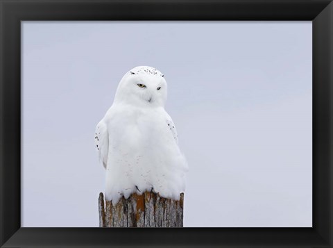 Framed Snowy Owl - The Ghost Print