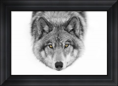 Framed Yellow Eyes - Timber Wolf Print