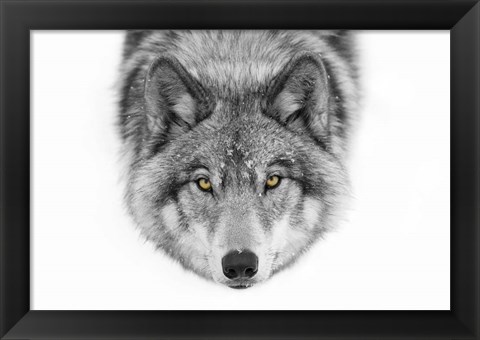 Framed Yellow Eyes - Timber Wolf Print