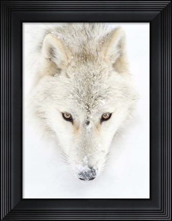 Framed Arctic Wolf Closeup Print