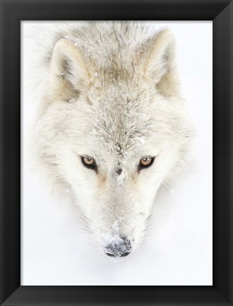 Framed Arctic Wolf Closeup Print