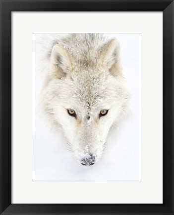 Framed Arctic Wolf Closeup Print