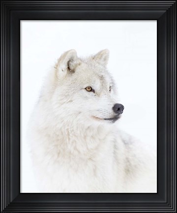 Framed Portrait of an Arctic Wolf Print
