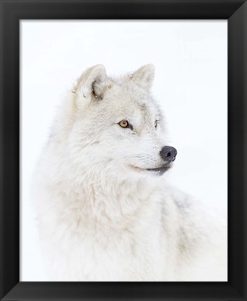 Framed Portrait of an Arctic Wolf Print