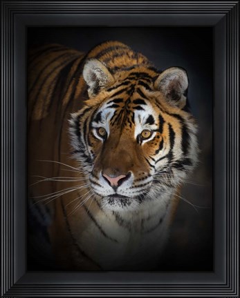 Framed Portrait of a Siberian Tiger Print
