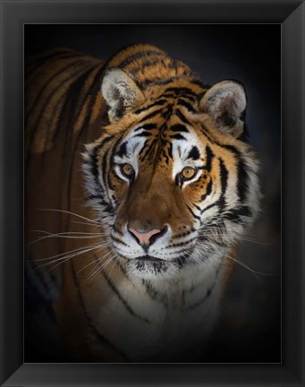 Framed Portrait of a Siberian Tiger Print