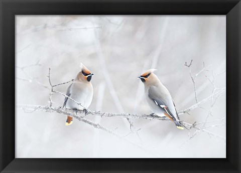 Framed Bohemian Waxwings Print