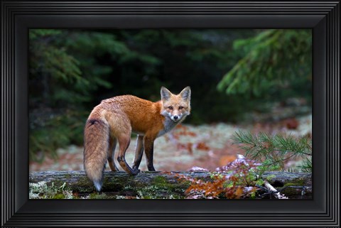 Framed Red Fox in Algonquin Park Print