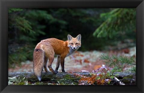 Framed Red Fox in Algonquin Park Print