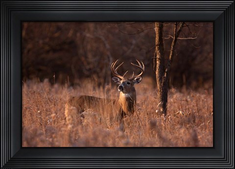 Framed Basking in the Light - White-tailed Buck Print