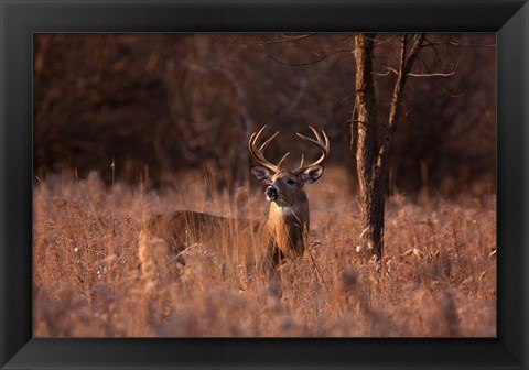 Framed Basking in the Light - White-tailed Buck Print