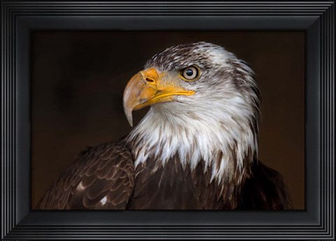 Framed Caged - Bald Eagle Print
