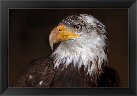 Framed Caged - Bald Eagle Print