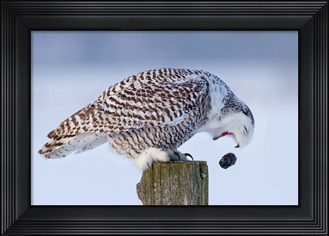 Framed Snowy Owl - Cough it up Buddy Print