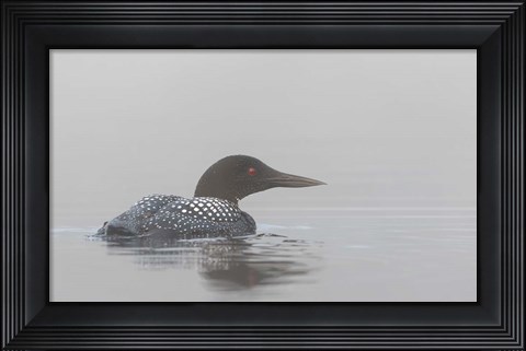 Framed Common Loon in Early Morning Fog Print