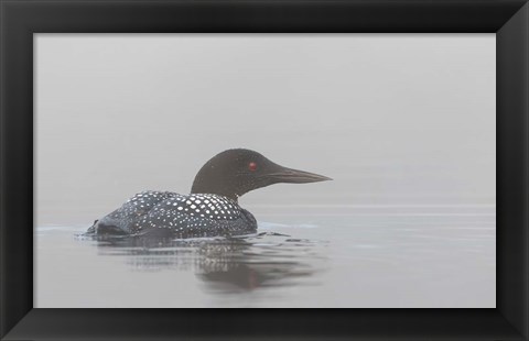 Framed Common Loon in Early Morning Fog Print