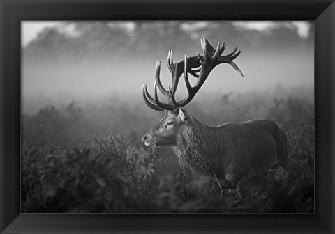 Framed Sunny Morning Print