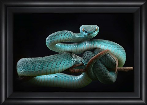 Framed Trimeresurus Insularis (Blue) Print