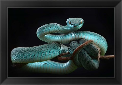 Framed Trimeresurus Insularis (Blue) Print