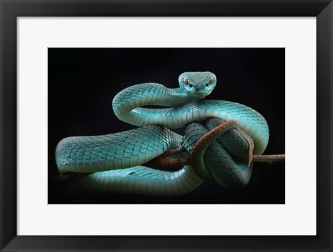 Framed Trimeresurus Insularis (Blue) Print