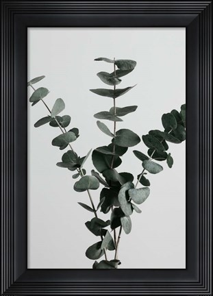 Framed Eucalyptus Natural 1 Print
